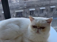 -怪兽屋·羊驼·猫咖·狗咖(俊华广场店)