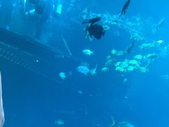 -海棠湾洲际-涛·海底餐厅·美人鱼·自助餐·海底隧道
