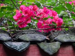 -三圣花乡旅游区