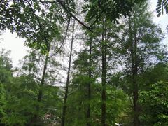 -马峦山郊野公园