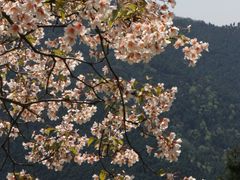 -舒家湾天主教堂