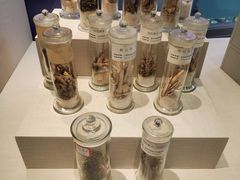 -广东中医药博物馆