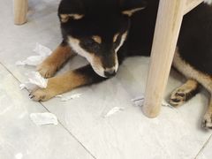 -柴犬小屋·柴餐厅·狗咖食堂(金鼎广场店)