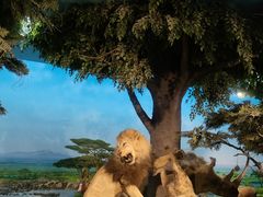 -国家自然博物馆