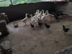 -金水泊山庄·花椒鸡(铁山坪店)
