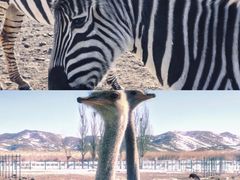 -新疆天山野生动物园