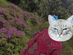 -南山植物园