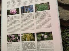 -花之城