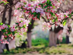 -海棠花溪(元大都城垣遗址公园)