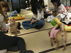 -逗柴咖啡屋·狗咖猫咖宠物桌游