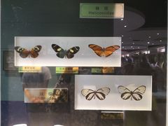 -上海昆虫博物馆