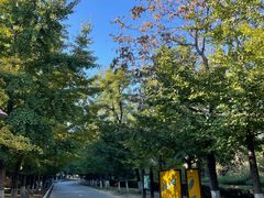 -长白岛森林公园