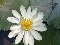 -曼听御花园