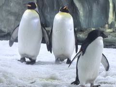 -珠海长隆海洋王国