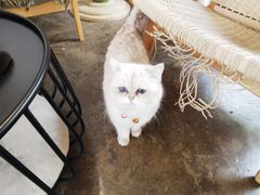 -喵屿·大理花园猫咖