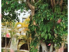 -南国桃园旅游度假区