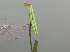 -河源客家文化公园