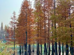 -白鹭湾湿地公园