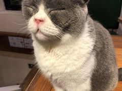 -猫小院猫主题餐厅(南锣旗舰店)