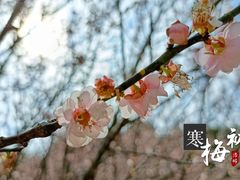 -中山市树木园