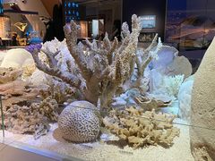 -贝林大翅鲸简餐厅(国家海洋博物馆店)