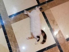 -猫色咖啡·猫咖