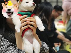 -逗柴咖啡屋·狗咖猫咖宠物桌游