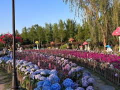 -荷兰花海