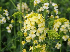 -中国天府农业博览园