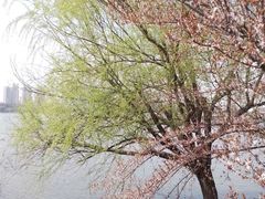 -盘龙城国家考古遗址公园