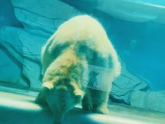 -泉城欧乐堡海洋极地世界