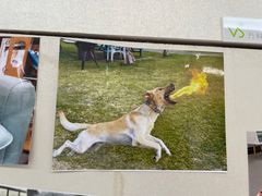 -爱妮康宠物医院·干细胞免疫细胞·肿瘤·心脏(张江店)