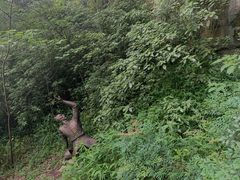 -铁山坪森林公园