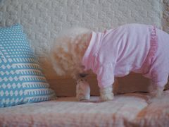 -钓仓鼠(洋桥北里小区店)