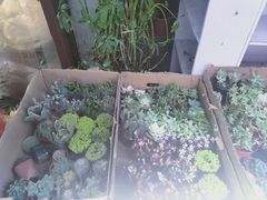 -循礼门鲜花花市(武汉循礼门店)