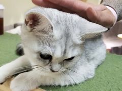 -猫和宫(六道口店)