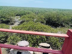 -北海金海湾红树林生态旅游区