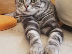 -Catmate·猫肥家润(金润铂宫店)