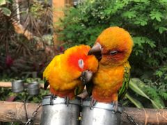 -南宫五洲植物乐园