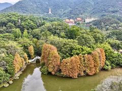 -深圳仙湖植物园