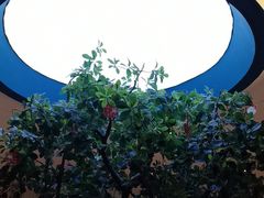 -悦海·家宴·冰花皮皮虾大锅贴(宝龙店)