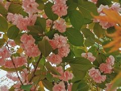 景点-长白岛森林公园