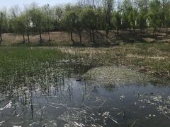 -马家湾湿地公园