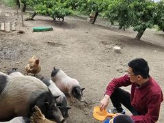 -樂桃源奉贤黄桃种植采摘基地