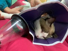 -pd派德宠物中心医院24H急重症·眼科中心·血液透析中心(嵩山北路店)