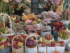 -双季花艺园艺市场(浦东店)