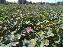 -羊亭河湿地公园