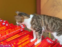 -龙华素斋(龙华路店)