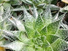 -广东花都香草世界旅游度假区