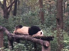 -都江堰中华大熊猫苑